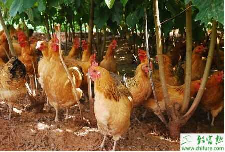 散養雞品種大全、散養雞優勢