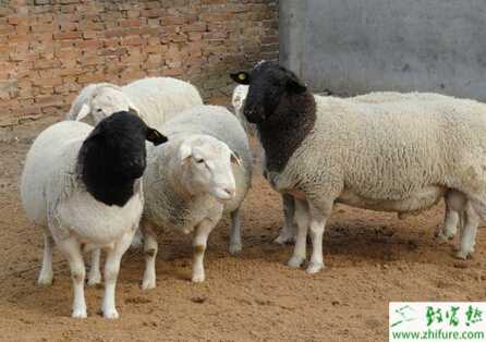 杜泊綿羊吃什么、飼料配方有哪些