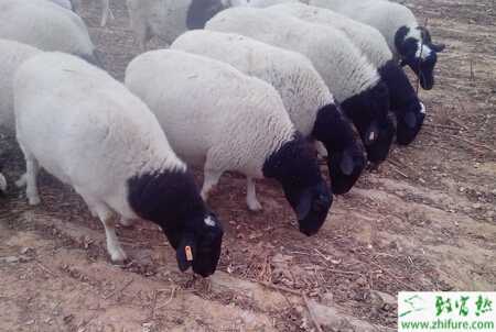 杜泊綿羊養(yǎng)殖技術(shù)