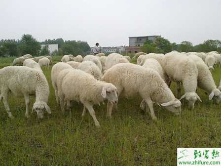 湖羊育肥要點(diǎn)