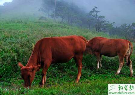 黃牛繁殖力低怎么辦