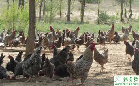 蘆花雞特點、優勢、飼料搭配、市場價格