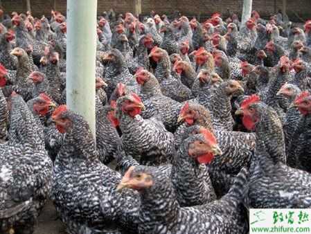 蘆花雞養殖技術、前景