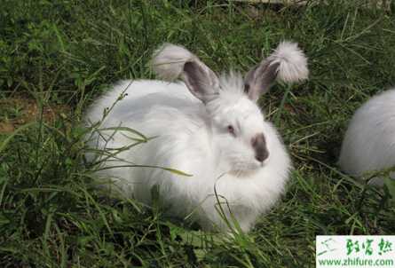 長毛兔養殖增效措施