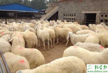 小尾寒羊產前癱瘓怎么辦