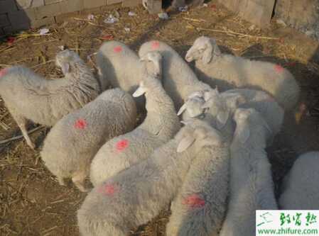 小尾寒羊種公羊如何飼養管理