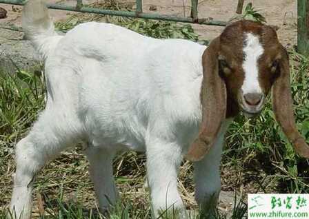 波爾山羊繁育有方法
