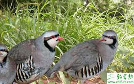 鷓鴣育雛的條件和方法