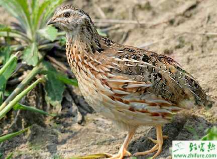 鵪鶉孵化率提高的措施