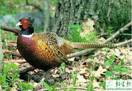 山雞育肥怎么做