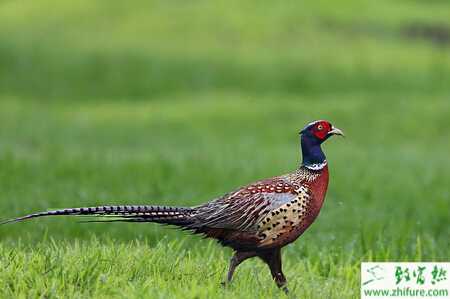 冬季養野雞注意事項