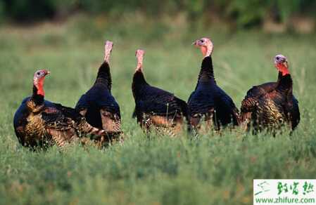 火雞各階段飼的料配方選擇