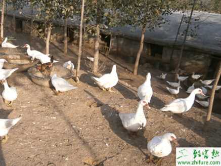 香鶉雁孵化的管理