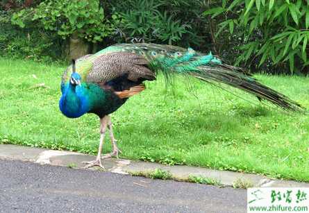 藍孔雀養殖場的選址與布局