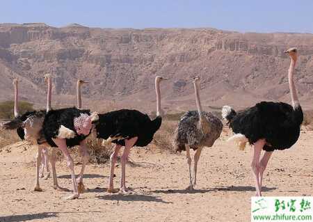 鴕鳥養(yǎng)殖人工接蛋技術(shù)