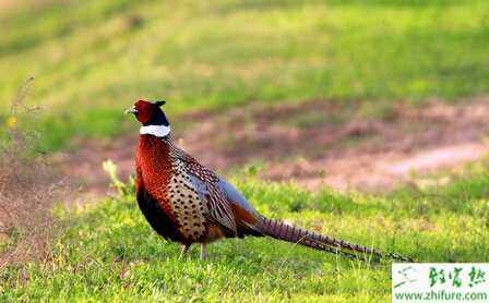野雞育雛注意事項