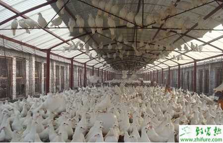 肉鴿產蛋量低怎么防治