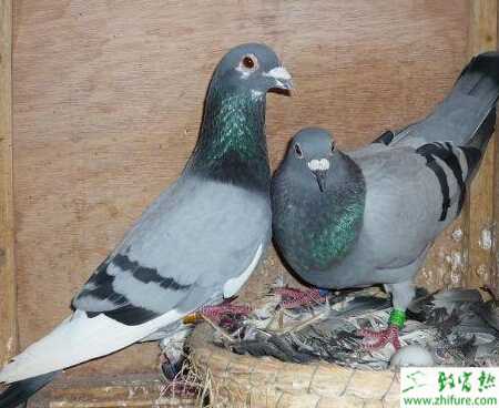 信鴿飼料如何配制