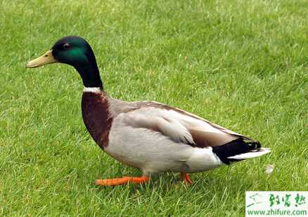 標(biāo)準(zhǔn)化野鴨養(yǎng)殖場(chǎng)的建設(shè)