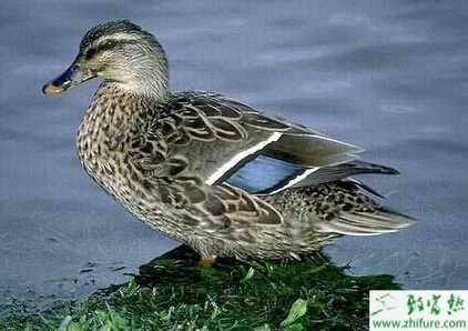 野鴨育成期的飼養(yǎng)要點(diǎn)