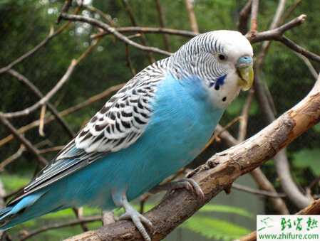 虎皮鸚鵡的養(yǎng)殖技術(shù)