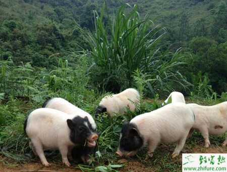 香豬怎么養？有哪些需要注意的？