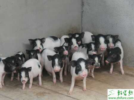 香豬吃什么？飼料怎么配？有哪些需要注意的？