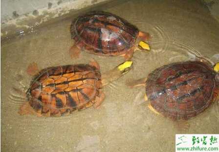 金錢龜怎么養？需要注意些什么？