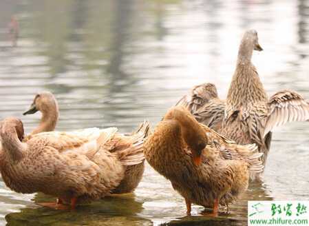 野鴨疫苗接種方法和注意事項(xiàng)