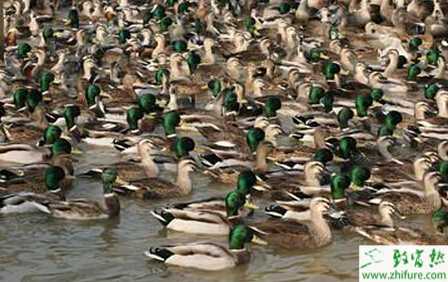 野鴨青年期的飼養(yǎng)要點(diǎn)