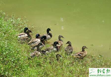 野鴨苗怎么飼喂