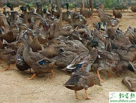 野鴨苗育雛的前期準(zhǔn)備