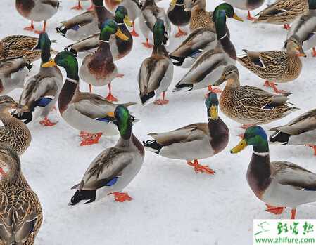 野鴨流行性感冒原理和防治