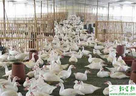 肉鴨如何旱養的要點