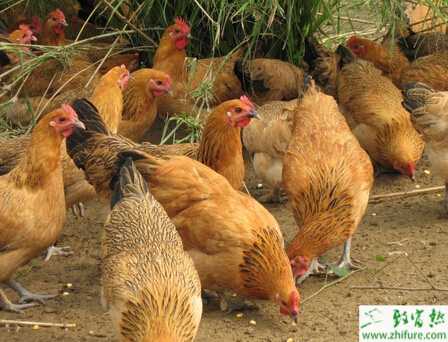 土雞山地的放牧飼養(yǎng)