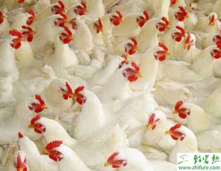 肉雞如何降脂和增重