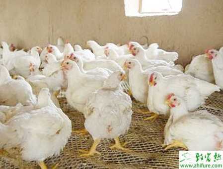 養白羽肉雞的市場前景