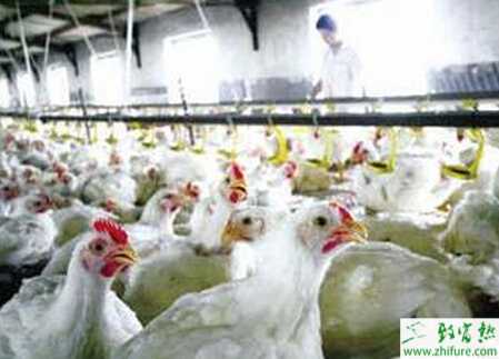 養白羽肉雞賺錢嗎？