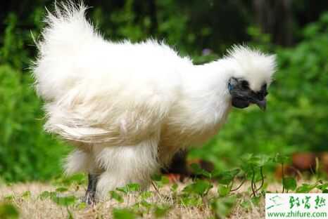 烏骨雞是什么雞？是烏雞嗎？怎么選烏雞？