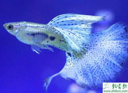 孔雀魚怎么換水？對(duì)水質(zhì)有哪些要求？有什么注意事項(xiàng)？