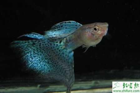 怎樣判斷孔雀魚懷孕？孔雀魚懷孕特征有哪些？懷孕周期是怎樣？