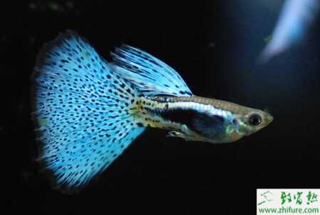 孔雀魚如何交配？不交配的原因又是什么？