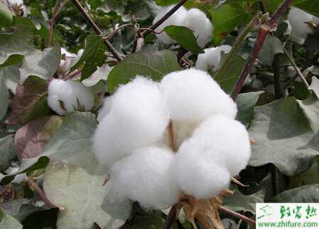 種棉花蕾鈴脫落的原因