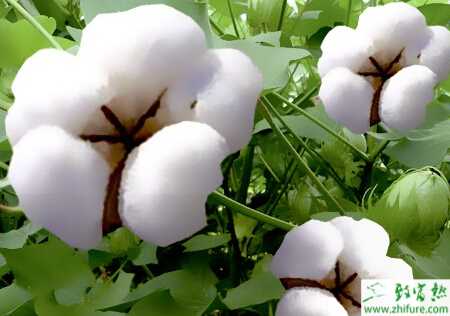 種棉花一播全苗技術(shù)要點