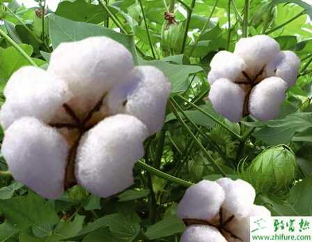 種棉花立枯病發病特點及防治