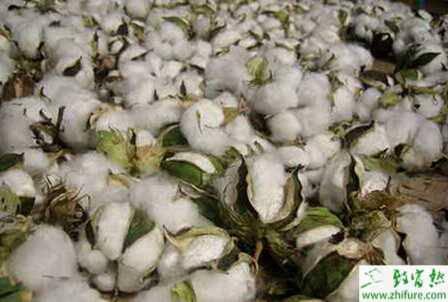 種棉花“苗全”七關鍵