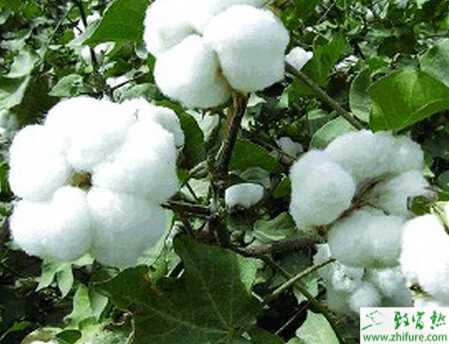 種棉花之高溫高濕天要查治棉花爛鈴