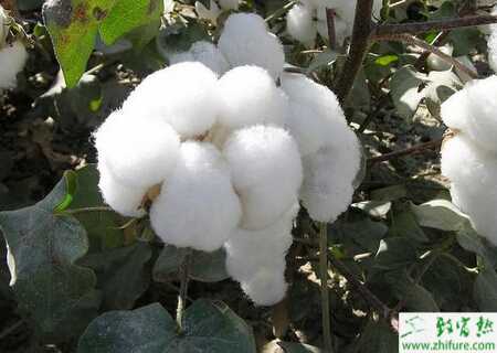 種棉花如何做好棉花秋后管理