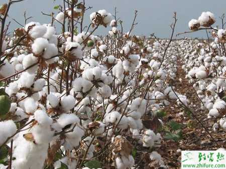 種棉花吐絮管理期抓四巧