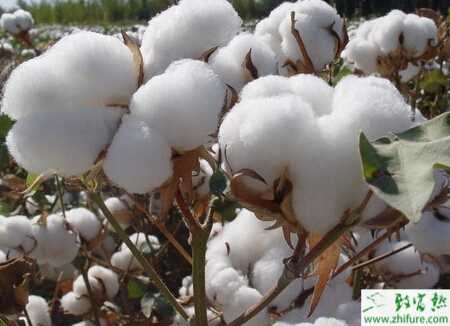 種棉花花鈴期該怎樣管理
